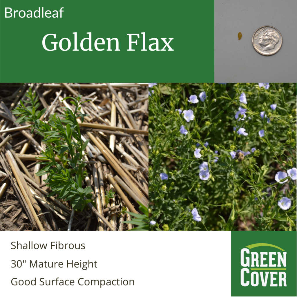 Flax (Golden) » Green Cover Seed