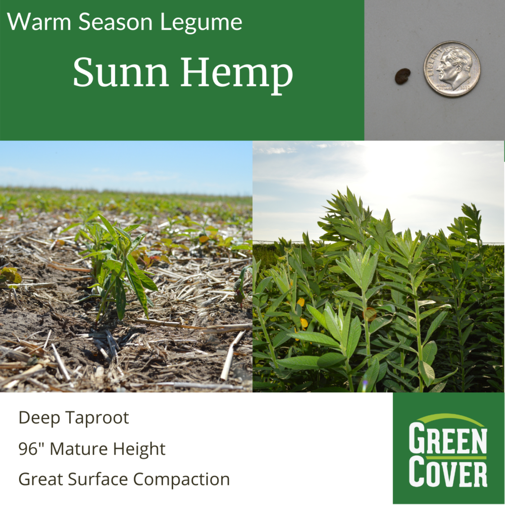 Sunn Hemp » Green Cover