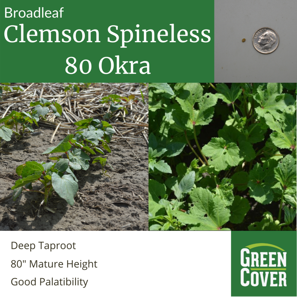 Okra (Clemson Spineless 80) » Green Cover