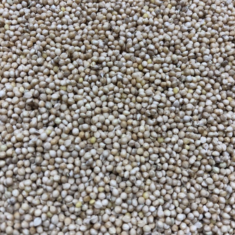 Buckwheat (Mancan) » Green Cover Seed