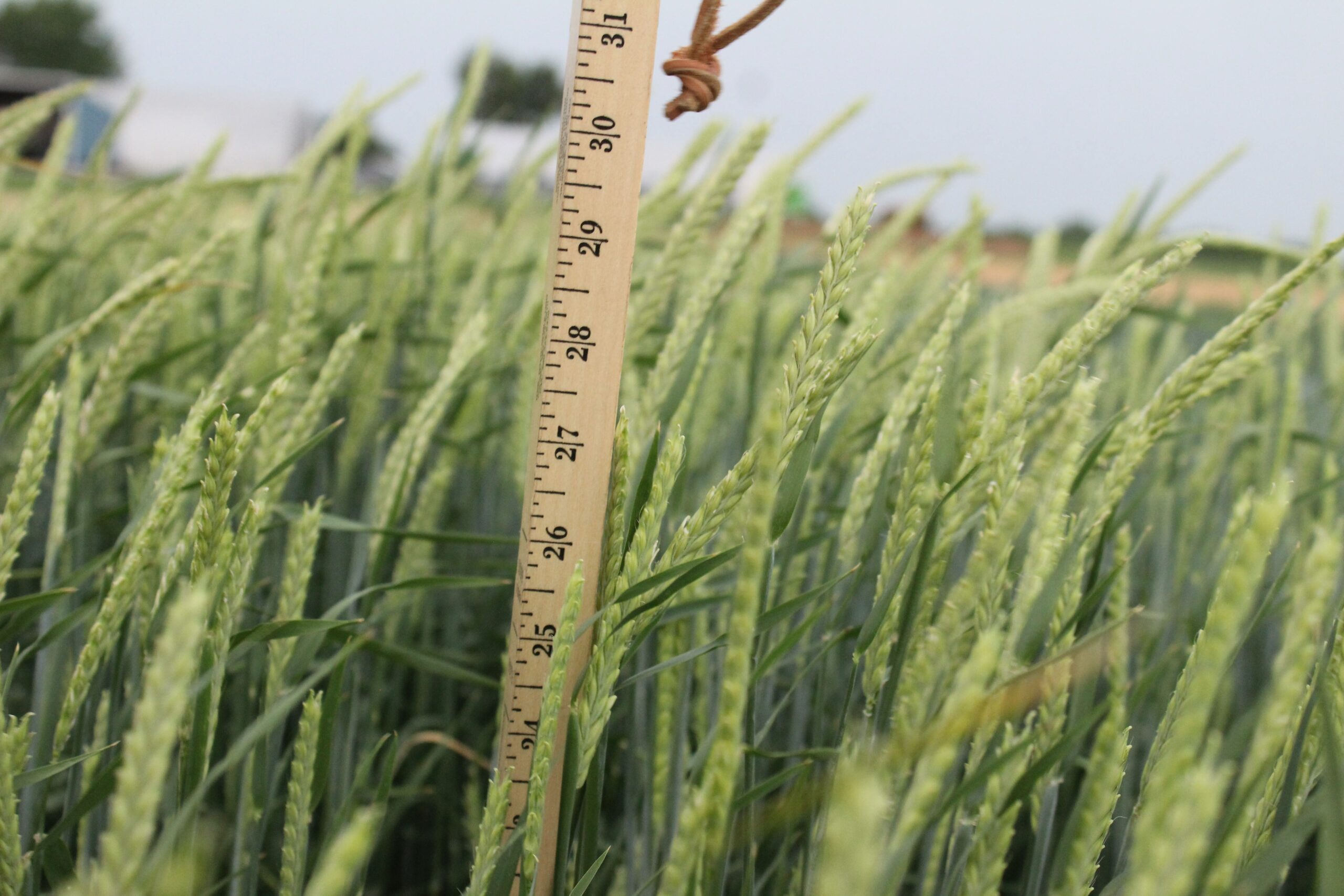 Spring Forage Barley Lavina » Green Cover