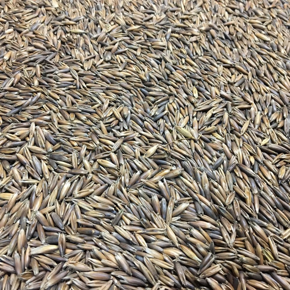 Teff Grass (HayMaker) OMRI Coated » Green Cover Seed