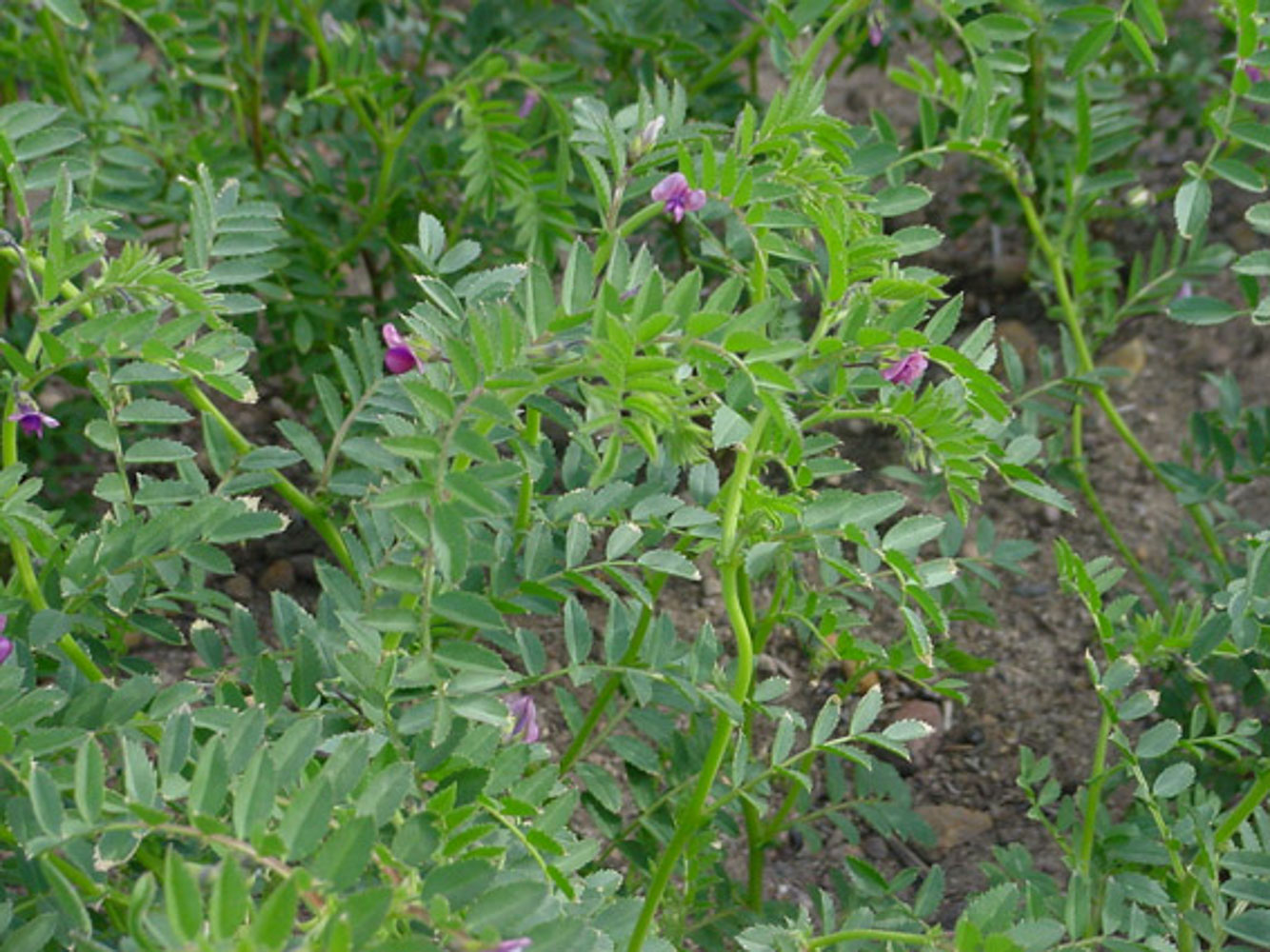 Chickpea (Marvel) » Green Cover Seed
