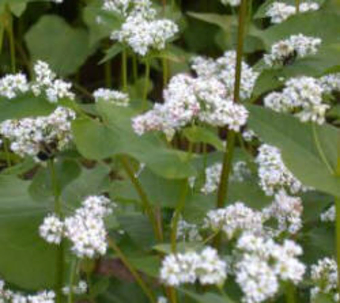 Buckwheat (Mancan) » Green Cover Seed