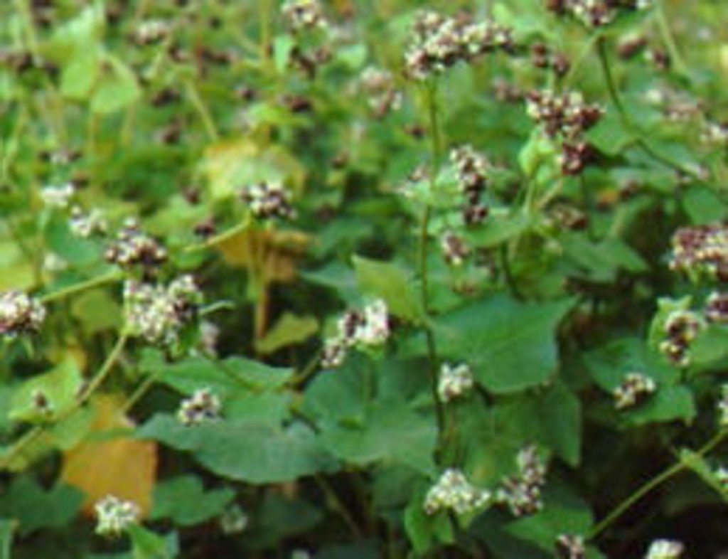 Buckwheat (Mancan) » Green Cover Seed