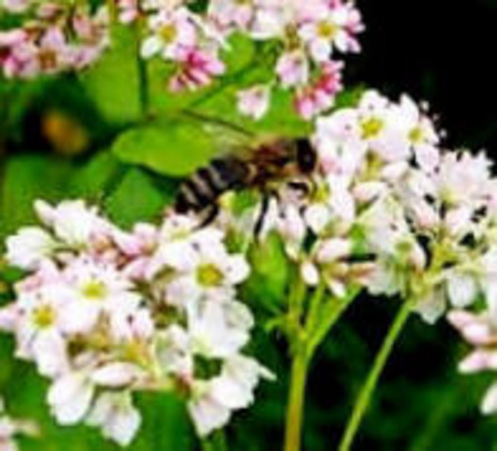 Buckwheat (Mancan) » Green Cover Seed