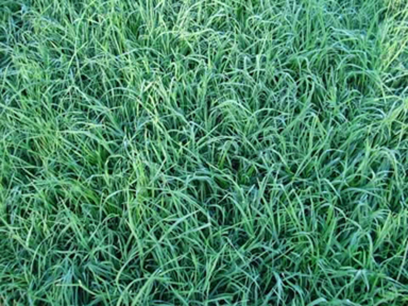 Orchard Grass (Persist) » Green Cover Seed