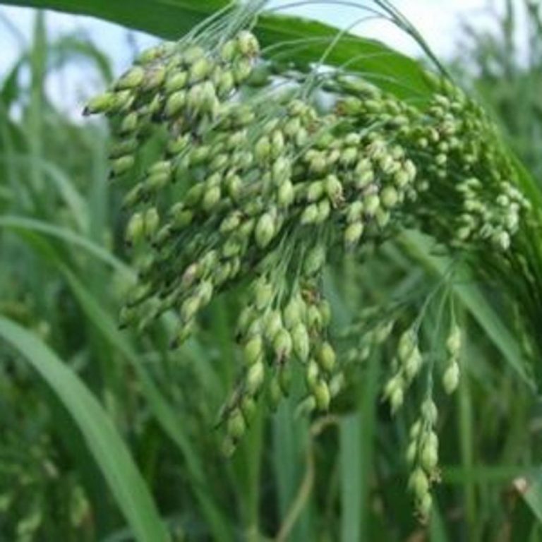Proso Millet (White) » Green Cover Seed