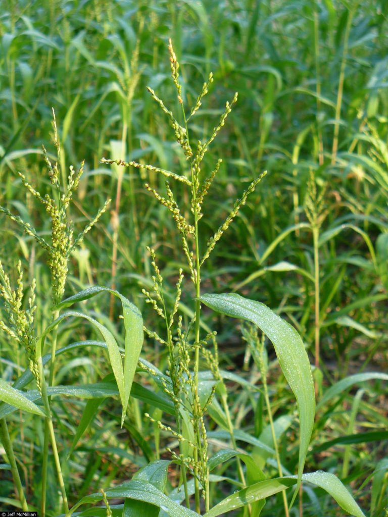 Browntop Millet » Green Cover Seed