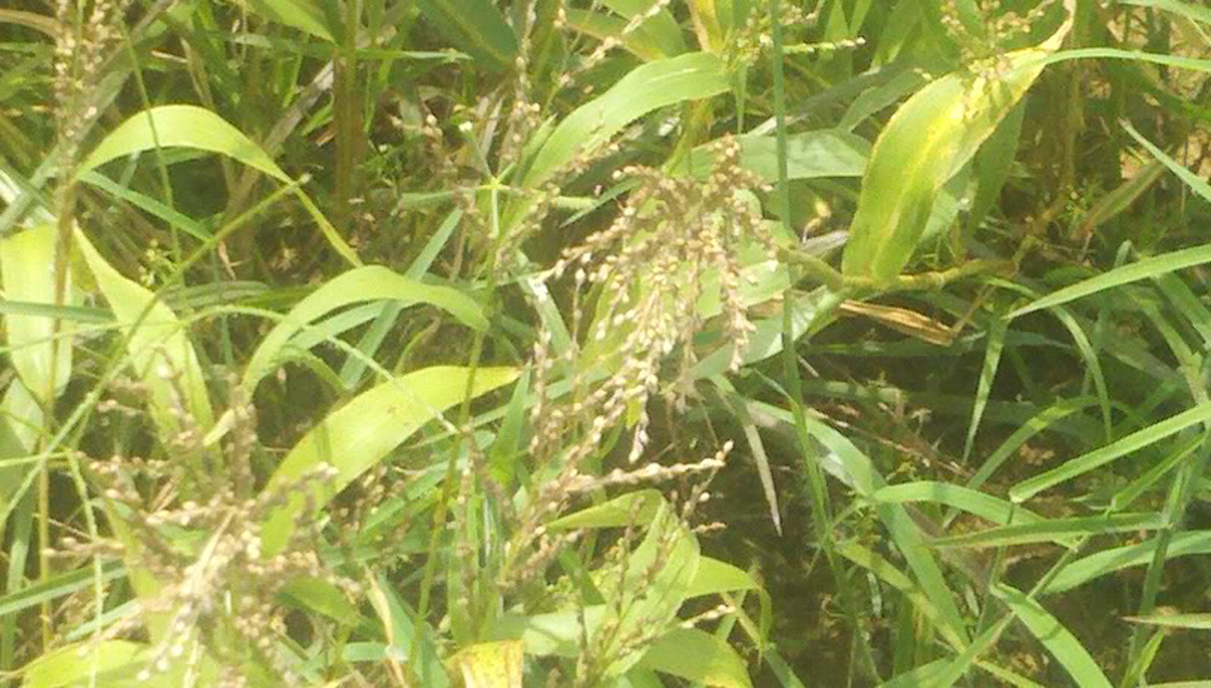 Brown Top Millet » Green Cover