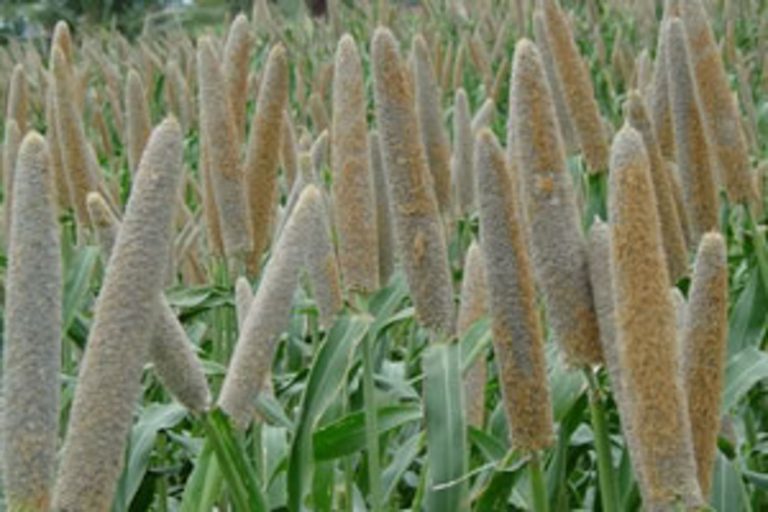 Pearl Millet (Tifleaf III) Hybrid » Green Cover