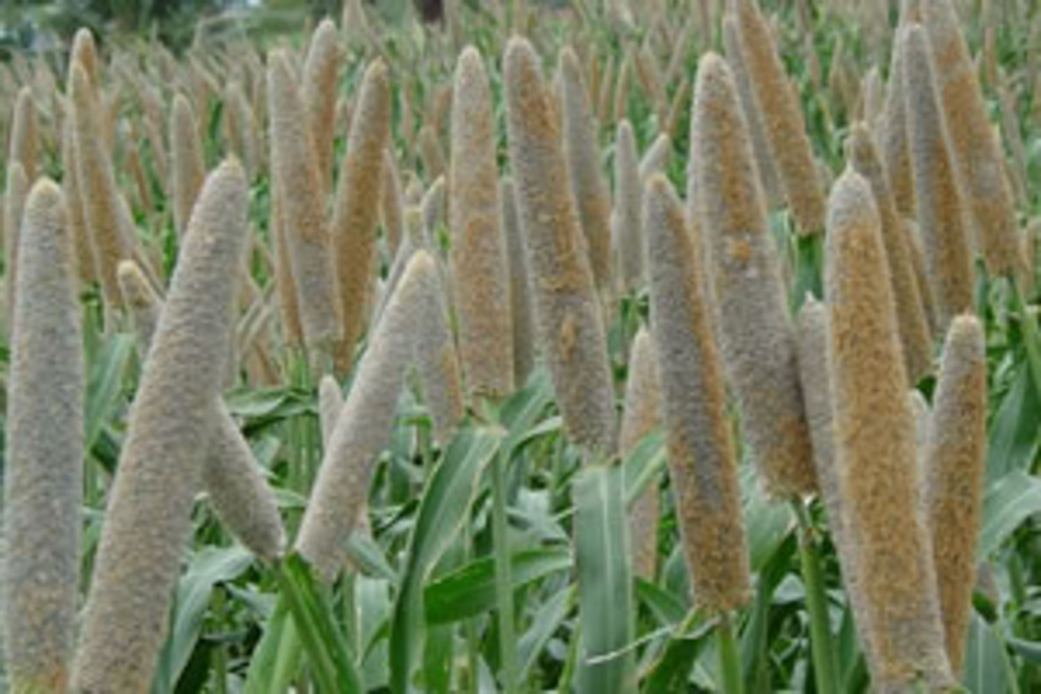 Pearl Millet » Green Cover