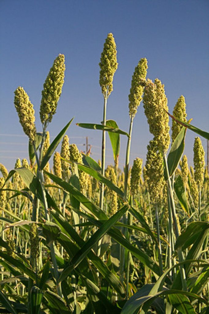 Pearl Millet (Tifleaf III) Hybrid » Green Cover