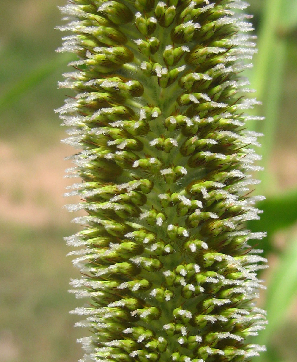 Pearl Millet » Green Cover