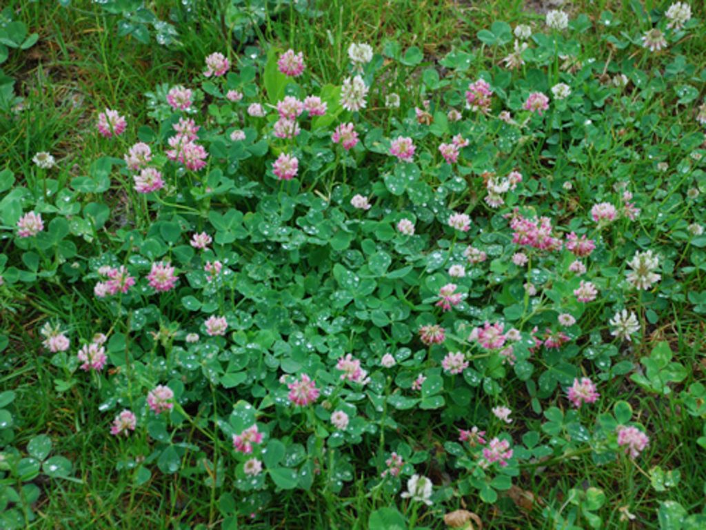 Alsike Clover (OMRI Inoculated) » Green Cover Seed