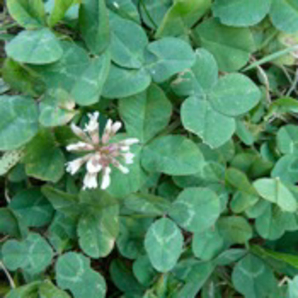 Ladino White Clover Nitro Coat OMRI » Green Cover Seed