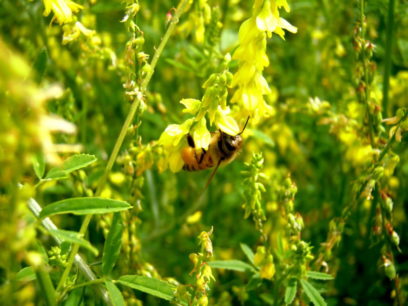 Yellow Blossom Sweet Clover Omri Inoculated Green Cover