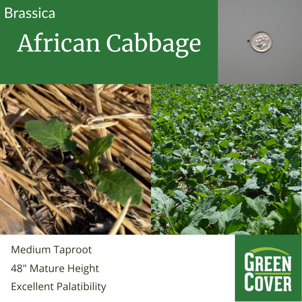 African Cabbage » Green Cover
