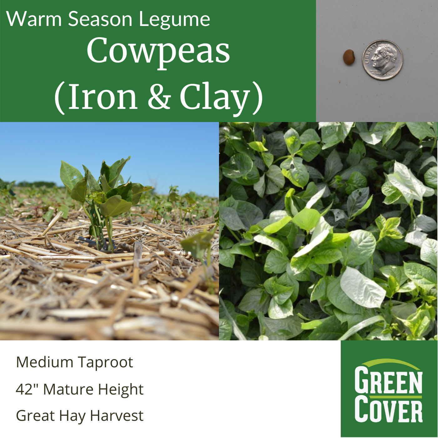 Cowpeas Iron & Clay » Green Cover