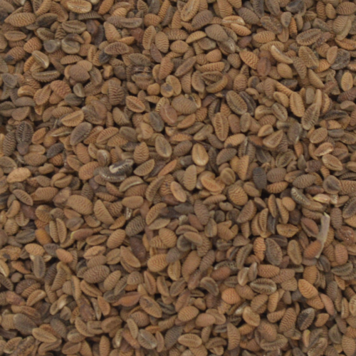 Buckwheat (Mancan) » Green Cover Seed