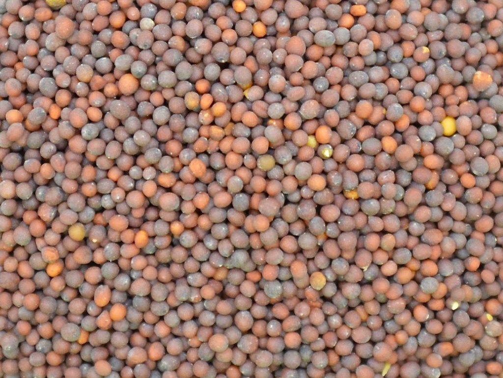 Florida Broadleaf Mustard (Shield) » Green Cover Seed