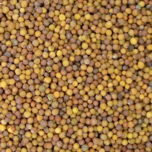 Products Archive » Green Cover Seed