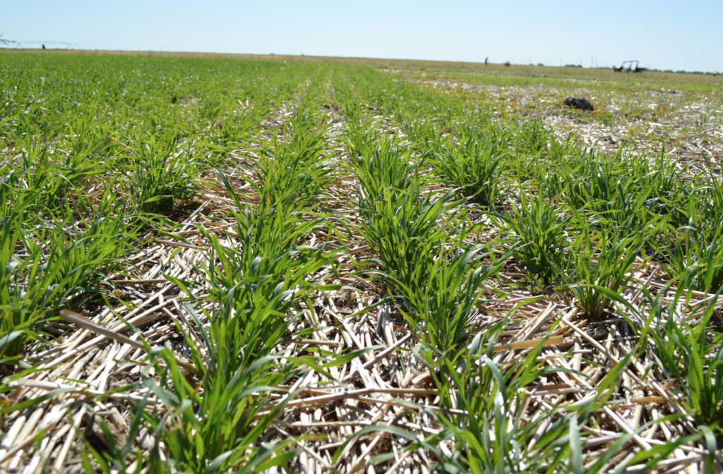 Cereal Rye (Elbon) » Green Cover Seed