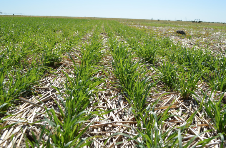 Cereal Rye (Elbon) » Green Cover