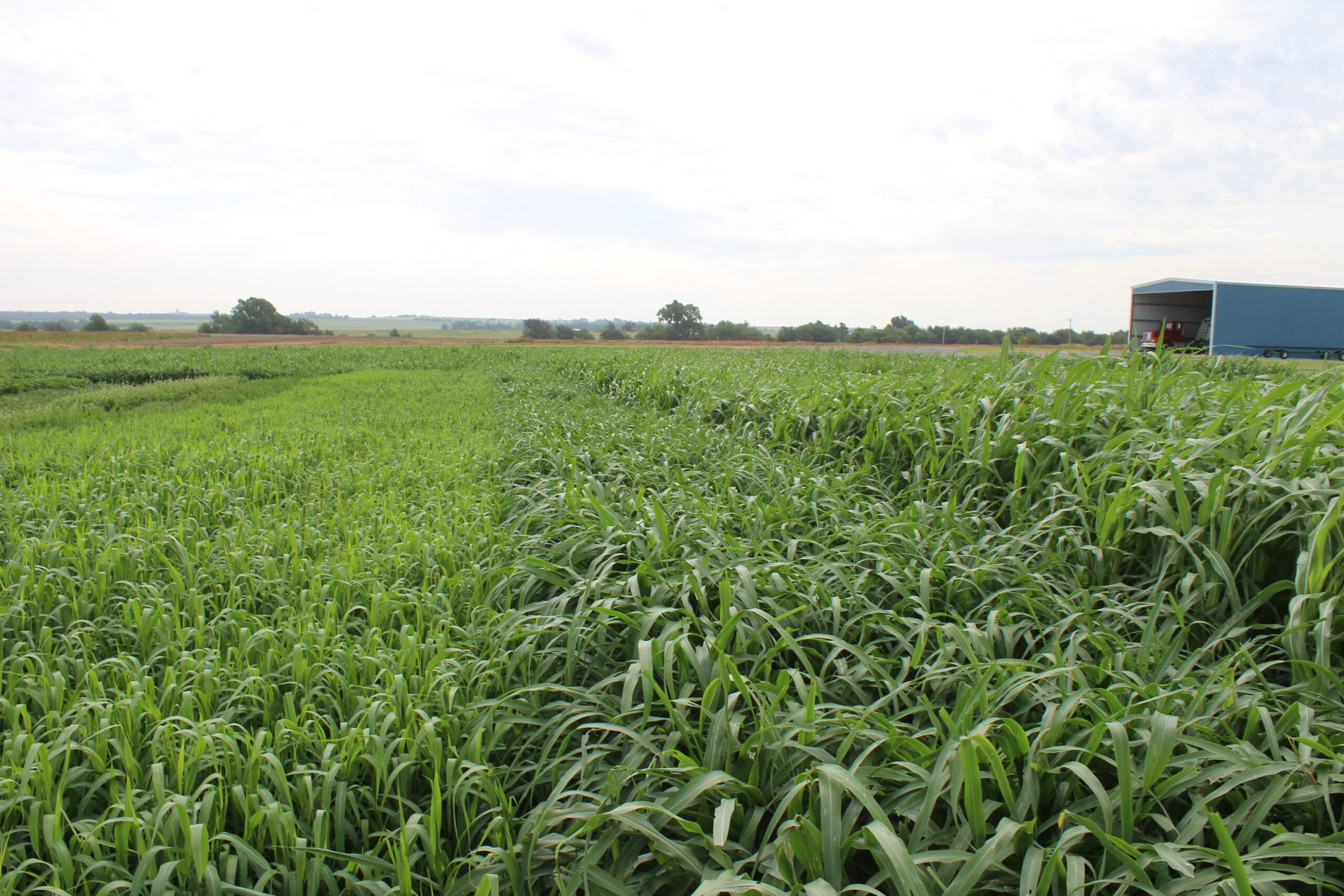 millet "Graine de couverture verte Cooper Street