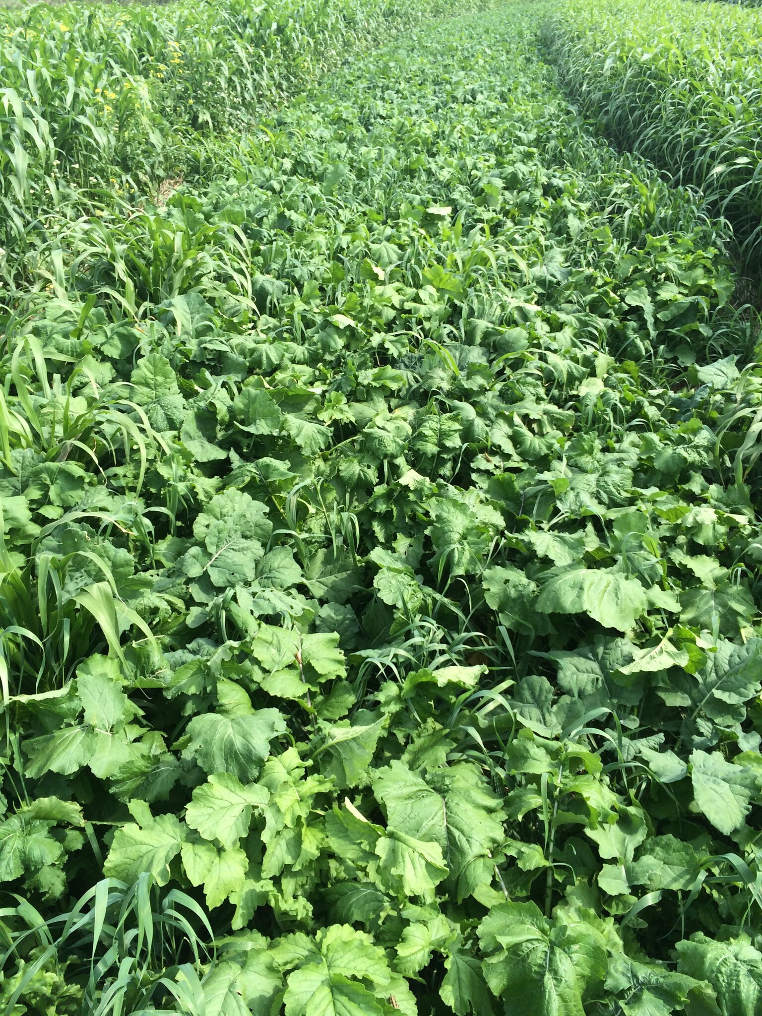 diversity » Green Cover Seed