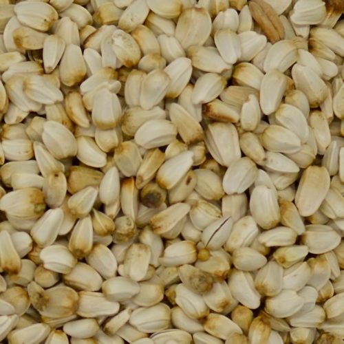 Chicory (Six Point) OMRI Coated » Green Cover Seed