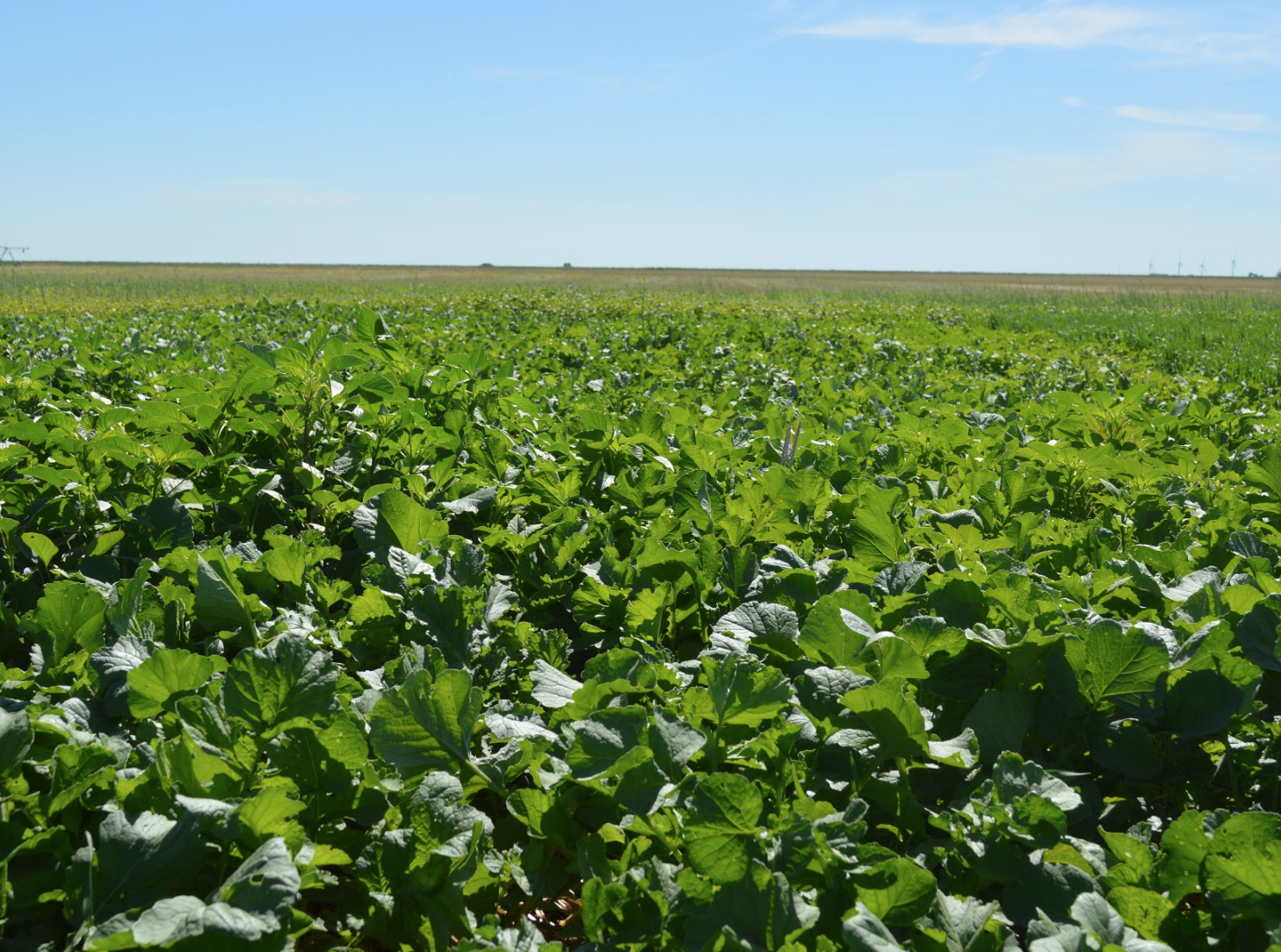 Smart Radish » Green Cover Seed