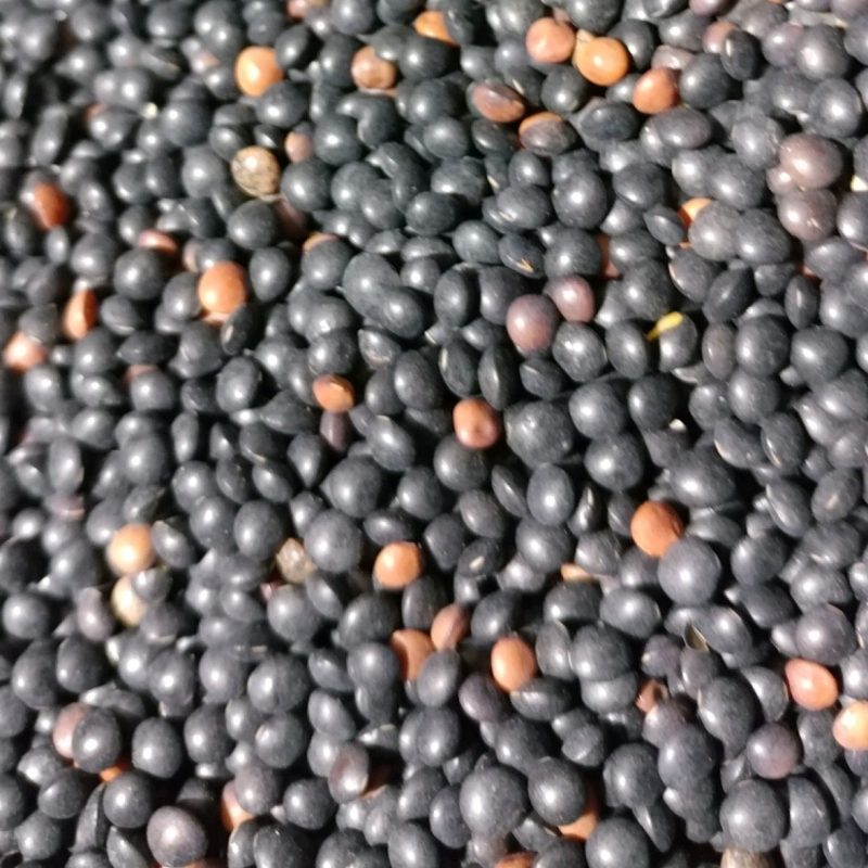 Seeds Archives » Green Cover Seed