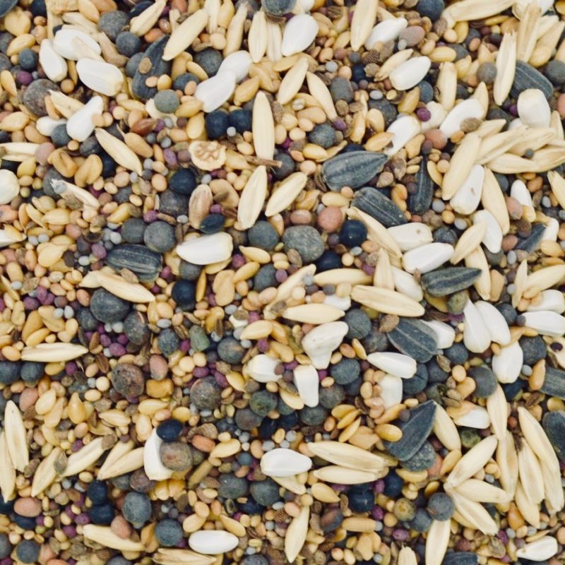 Products Archive » Green Cover Seed