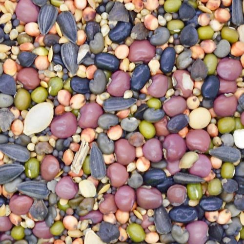 Products Archive » Green Cover Seed