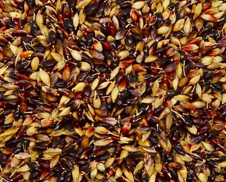 Sudangrass (Piper) » Green Cover Seed