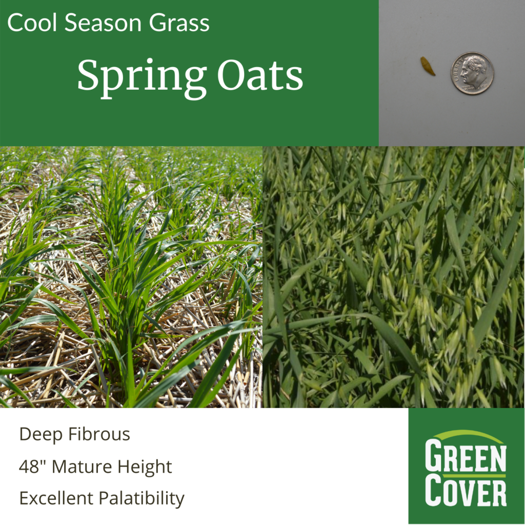 Spring Oats (Goliath) » Green Cover Seed