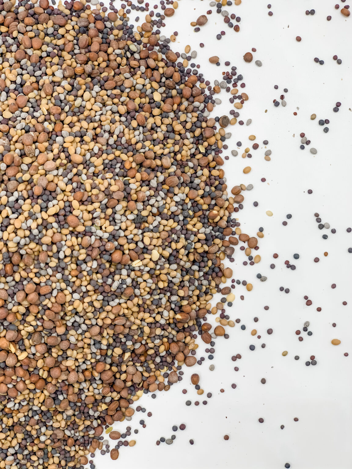 Brassica Plus Release » Green Cover Seed