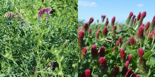 FAQ - Nitrogen Fixation: Hairy Vetch VS Crimson Clover » Green Cover