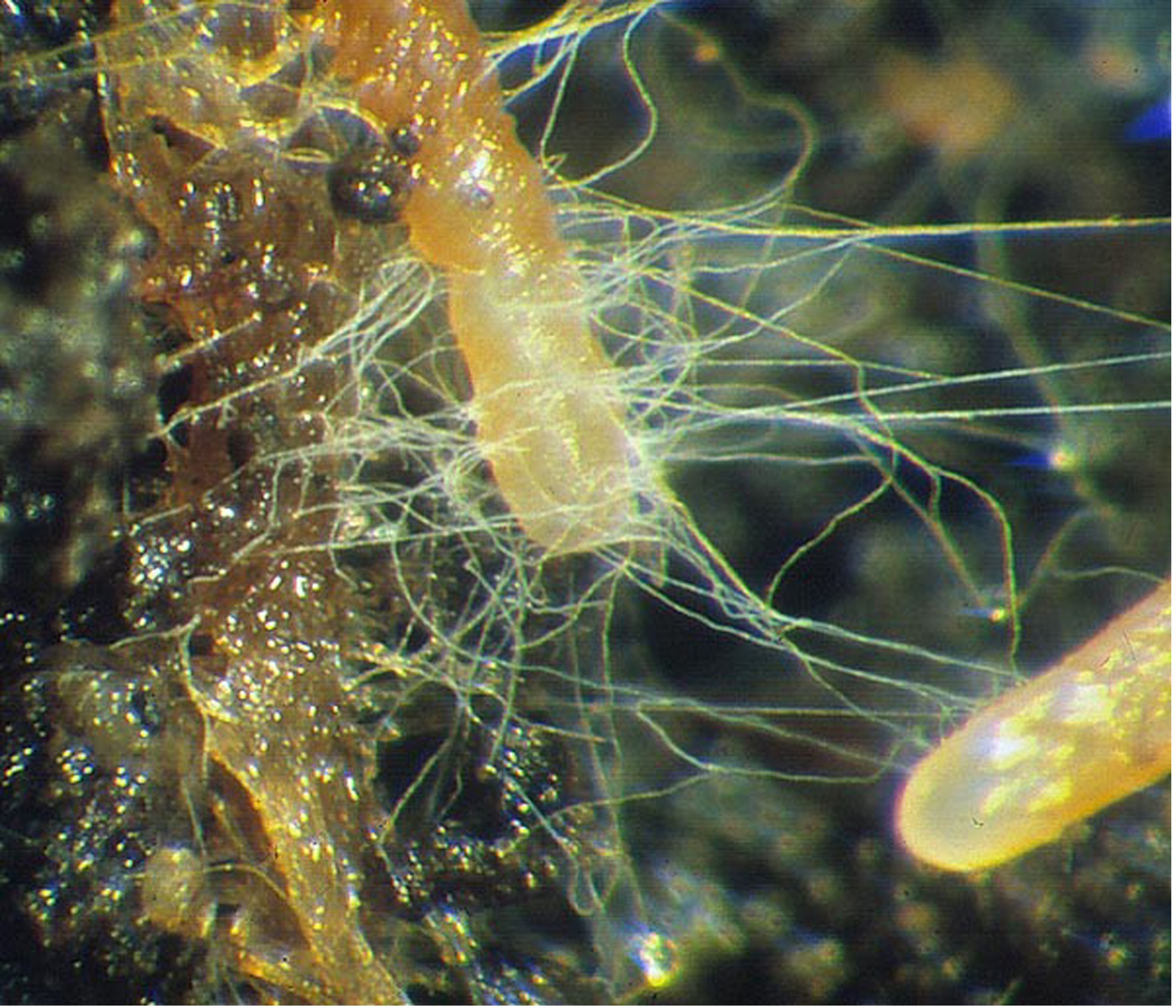 mycorrhizal fungi